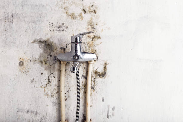 Best Fast Mold Removal  in La Mirada, CA