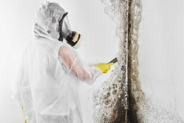 Best Certified Mold Removal  in La Mirada, CA