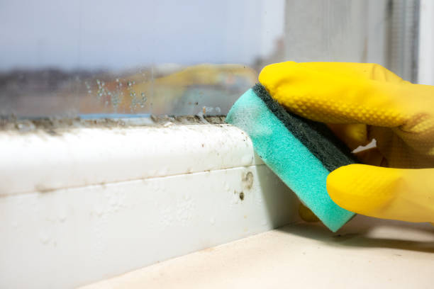 Best Mold Testing  in La Mirada, CA